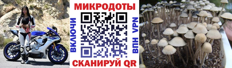Галлюциногенные грибы мицелий  Купить где  Туапсе 